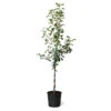 Fuji & Haralson Twisted Apple Tree -Arbor Day Foundation Store Fuji Haralson Twisted Apple Tree 600x600 73b8c5c4 a870 4777 abbd 685802f1e817