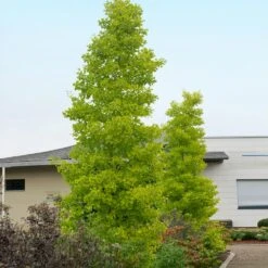 Goldspire™ Ginkgo Tree 9 Goldspire™ Ginkgo Tree -Arbor Day Foundation Store GOldspire Ginkgo Tree 2 FGT