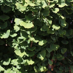 Goldspire™ Ginkgo Tree 11 Goldspire™ Ginkgo Tree -Arbor Day Foundation Store GOldspire Ginkgo Tree 8