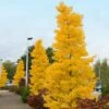 Goldspire™ Ginkgo Tree -Arbor Day Foundation Store GOldspire Ginkgo Tree FGT 600x600 7823bbd2 a0a0 4e3e 97ee 180c7afa68ba