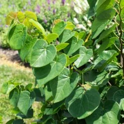 Garden Gems® Emerald Redbud Tree 8 Garden Gems® Emerald Redbud Tree -Arbor Day Foundation Store Garden Gems Emerald 1