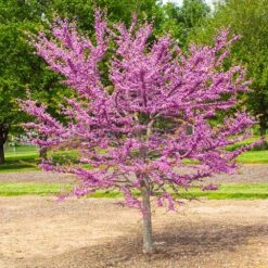 Garden Gems® Emerald Redbud Tree 7 Garden Gems® Emerald Redbud Tree -Arbor Day Foundation Store Garden Gems Emerald 2