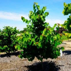 Garden Gems® Emerald Redbud Tree 9 Garden Gems® Emerald Redbud Tree -Arbor Day Foundation Store Garden Gems Emerald 3