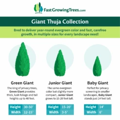 Junior Giant Thuja Tree 11 Junior Giant Thuja Tree -Arbor Day Foundation Store GiantThujaCollectionGraphic 46da212d 75c4 4b15 9d43 0f7dc11664cd