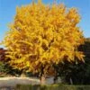 Ginkgo Tree -Arbor Day Foundation Store Ginkgo Biloba FGT 600x600 61bac425 aa4b 44dc b9db d01bc72b3e12