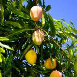 Salsa Kit -Arbor Day Foundation Store Glenn Mango 6