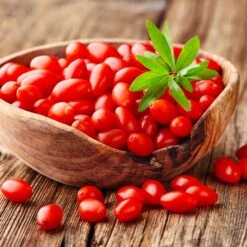 Goji Berry -Arbor Day Foundation Store Goji Berry 4