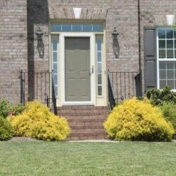 Gold Mop Cypress -Arbor Day Foundation Store Gold Mop Cypress 2 FGT