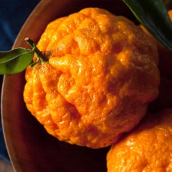 Gold Nugget Mandarin Tree 10 Gold Nugget Mandarin Tree -Arbor Day Foundation Store Gold Nugget Manderine Tree 4 FGT