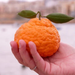 Gold Nugget Mandarin Tree 9 Gold Nugget Mandarin Tree -Arbor Day Foundation Store Gold Nugget Manderine Tree 7