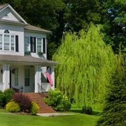 Golden Curls' Corkscrew Willow -Arbor Day Foundation Store Golden Curls Willow 4