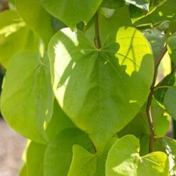 Golden Falls® Redbud Tree -Arbor Day Foundation Store Golden Falls Redbud 2