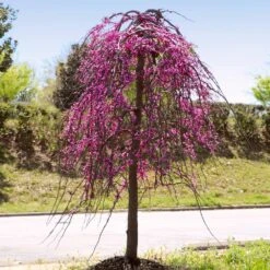 Golden Falls® Redbud Tree -Arbor Day Foundation Store Golden Falls Redbud 4