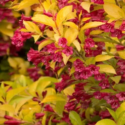 Golden Jackpot® Weigela Shrub -Arbor Day Foundation Store Golden jackpot Weigela 2