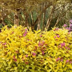 Golden Jackpot® Weigela Shrub -Arbor Day Foundation Store Golden jackpot Weigela 3