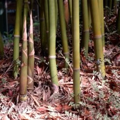Graceful Bamboo -Arbor Day Foundation Store Graceful Bamboo 3 FGT