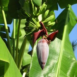 Grand Nain 'Naine' Banana Tree -Arbor Day Foundation Store Grand Naine Nain Banana 6