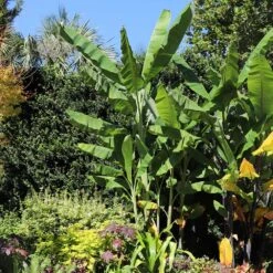 Grand Nain 'Naine' Banana Tree -Arbor Day Foundation Store Grand Naine Nain Banana 7 FGT