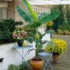 Grand Nain 'Naine' Banana Tree -Arbor Day Foundation Store Grand Naine Nain Banana FGT 600x600 ae20a73d 5f5d 4cf4 915c cd72fe2f17a0