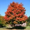Green Mountain Sugar Maple Tree -Arbor Day Foundation Store Green Mountain Sugar Maple 600x600 1
