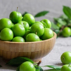 Green Gage Plum -Arbor Day Foundation Store Green Gage Plum 2