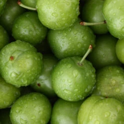 Green Gage Plum -Arbor Day Foundation Store Green Gage Plum 4