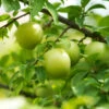 Green Gage Plum -Arbor Day Foundation Store Green Gage Plum 600x600 f3677a03 8f2c 4aed a91d 6b51be46e619