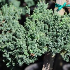 Green Mound Juniper Topiary -Arbor Day Foundation Store Green Mound JUniper 3 FGT 95b457e9 9712 4329 b324 05ec99fb2809