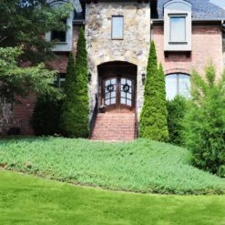 Green Mound Juniper -Arbor Day Foundation Store Green Mound Juniper 4