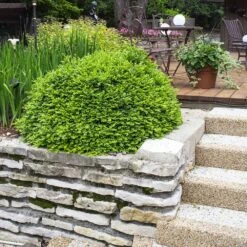 Green Velvet Boxwood Shrub 11 Green Velvet Boxwood Shrub -Arbor Day Foundation Store Green Velvet Boxwood 4 FGT