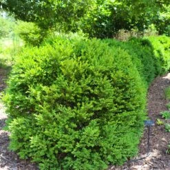 Green Velvet Boxwood Shrub 13 Green Velvet Boxwood Shrub -Arbor Day Foundation Store Green Velvet Boxwood 7
