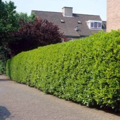 Greenfinity Cherry Laurel -Arbor Day Foundation Store Greenfinity Laurel 3 FGT