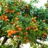 Hamlin Sweet Orange Tree -Arbor Day Foundation Store Hamlin Orange FGT 600x600 6b2410e4 cdd2 4121 85d6 6a5985009e41