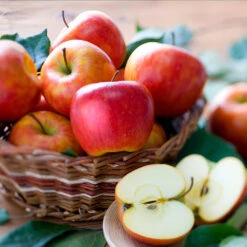 Fuji & Haralson Twisted Apple Tree 11 Fuji & Haralson Twisted Apple Tree -Arbor Day Foundation Store Harelson