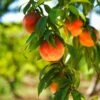 Harvester Peach Tree - USDA Organic -Arbor Day Foundation Store Harvest Peach Tree FGT 600x600 61008ff3 adc5 4c69 b7f1 6dad7fb410c0