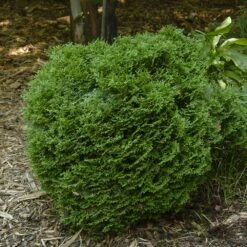 Hetz Midget Thuja Shrub -Arbor Day Foundation Store Hetz Midget Thuja 1
