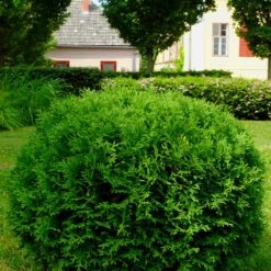 Hetz Midget Thuja Shrub -Arbor Day Foundation Store Hetz Midget Thuja 2 FGT