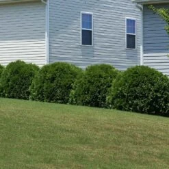 Hetz Midget Thuja Shrub -Arbor Day Foundation Store Hetz Midget Thuja 6