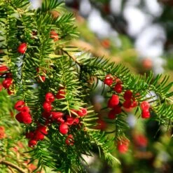 Hicks Yew Tree 13 Hicks Yew Tree -Arbor Day Foundation Store Hicks Yew7 FGT