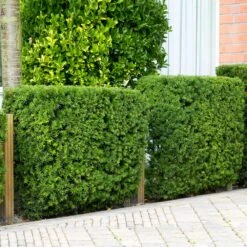 Hicks Yew Tree 11 Hicks Yew Tree -Arbor Day Foundation Store Hicks Yew 4 FGT