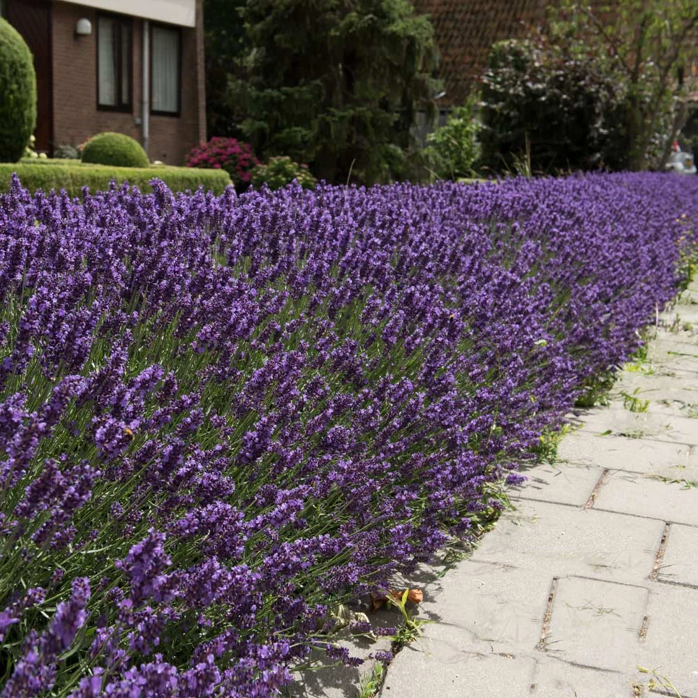 Hidcote Purple Lavender Plant 5 Hidcote Purple Lavender Plant - Image 3