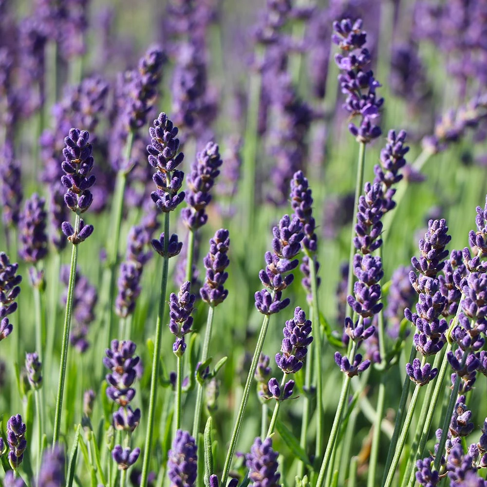 Hidcote Purple Lavender Plant 7 Hidcote Purple Lavender Plant - Image 5