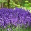 Hidcote Purple Lavender Plant -Arbor Day Foundation Store Hidcote Lavender FGT 600x600 79b77455 a993 45c2 8750 169020b8fab3