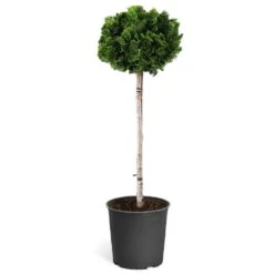 Dwarf Hinoki Cypress Tree 13 Dwarf Hinoki Cypress Tree -Arbor Day Foundation Store Hinoki Cypress Standard 1