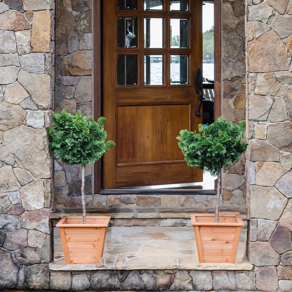 Dwarf Hinoki Cypress Tree 6 Dwarf Hinoki Cypress Tree - Image 4