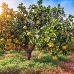 Hirado Pummelo Tree 7 Hirado Pummelo Tree -Arbor Day Foundation Store Hirado Pummelo 1