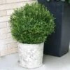 Gem Box® Holly Shrub -Arbor Day Foundation Store Holly Gem Box FGT 600x600 c7245634 5435 4fd3 8af4 9df9d91e4414