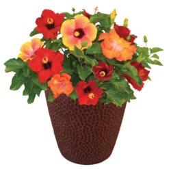 Bloom Bash® Hollywood® Hibiscus -Arbor Day Foundation Store Hollywood Hibiscu BLoom Bash 1