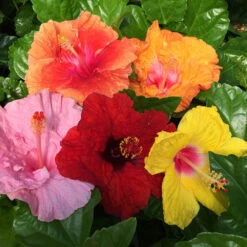 Bloom Bash® Hollywood® Hibiscus -Arbor Day Foundation Store Hollywood Hibiscu BLoom Bash 2