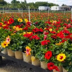 Bloom Bash® Hollywood® Hibiscus -Arbor Day Foundation Store Hollywood Hibiscu BLoom Bash 4